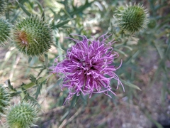 Cirsium ciliatum