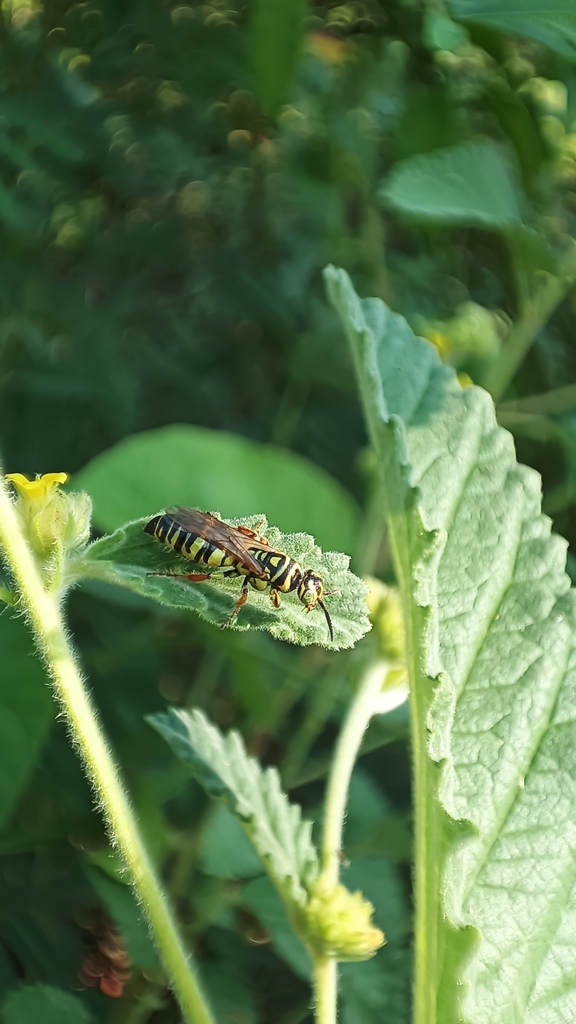 Myzinum confluens