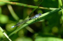 Cyanallagma bonariense