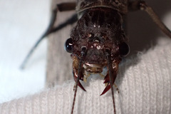 Orohermes crepusculus