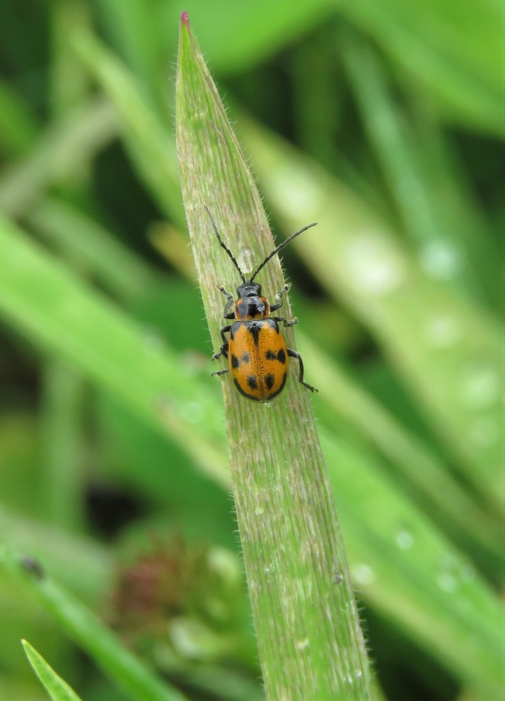 Isotes from Bolívar, La Calera, Cundinamarca, Colombia on June 23, 2019