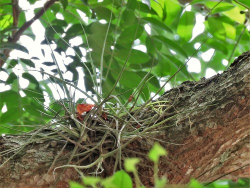 Tillandsia schiedeana