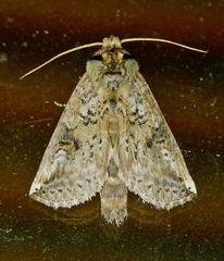 Elasmia packardii