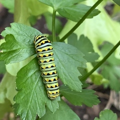 Papilio polyxenes