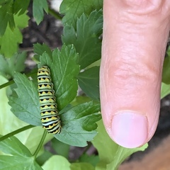 Papilio polyxenes