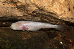 Blind Fish photo 1