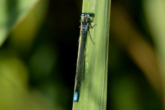 Cyanallagma bonariense
