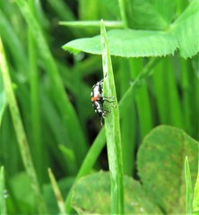Eriopis punicola
