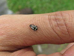 Eriopis punicola