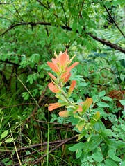 Castilleja nelsonii