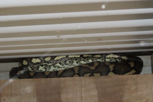 Coastal Carpet Python sighting