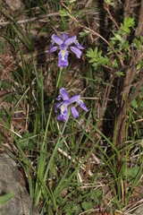 Iris goniocarpa