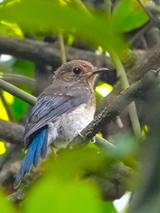 Cyornis hainanus