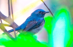 Cyornis hainanus