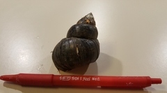 Heterogen japonica