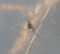 Trepobates subnitidus