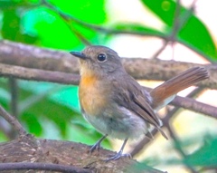 Cyornis hainanus