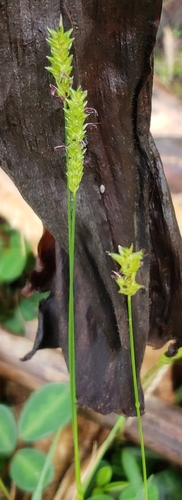 Sacciolepis indica observed 2024-10-20