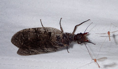 Orohermes crepusculus