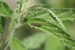 Agrilus aureus