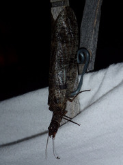 Orohermes crepusculus