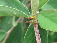 Alpaida variabilis