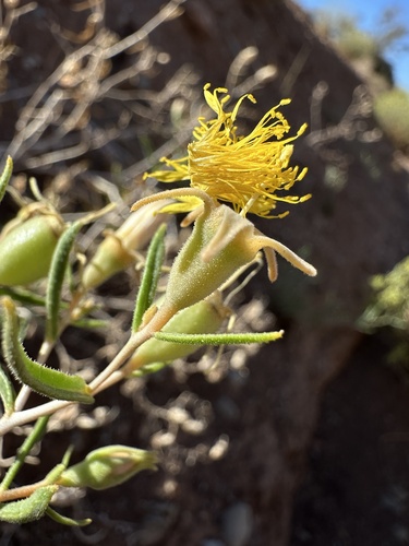 Image of Mentzelia memorabilis by (c) Matt Berger, some rights reserved (CC BY)