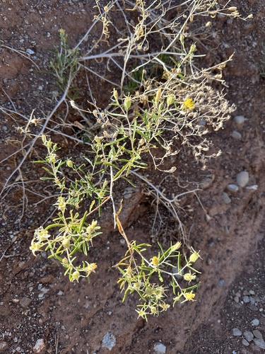 Image of Mentzelia memorabilis by (c) Matt Berger, some rights reserved (CC BY)