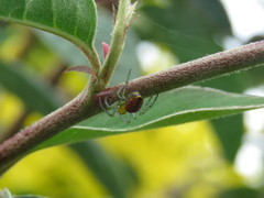 Alpaida variabilis