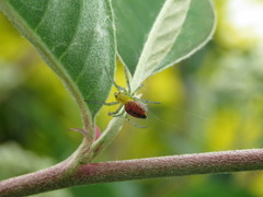 Alpaida variabilis
