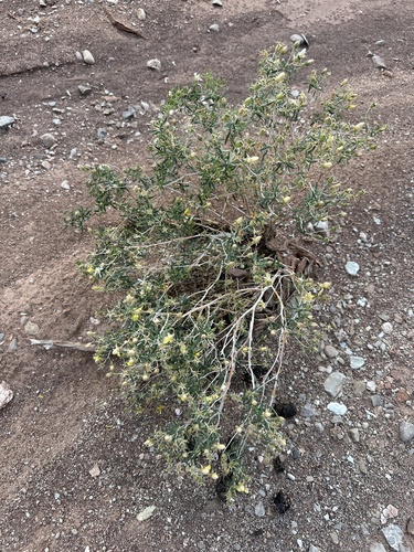 Image of Mentzelia memorabilis by (c) Matt Berger, some rights reserved (CC BY)