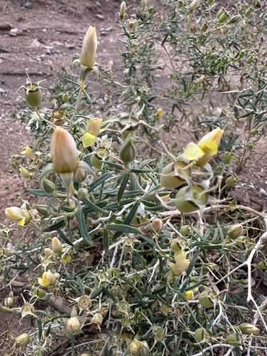 9/11 Blazingstar (Mentzelia memorabilis)