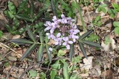 Cardamine macrophylla