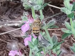 Apis mellifera