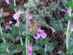 Apis mellifera