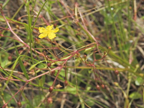 Nymphoides exiliflora (Nymphoides exiliflora)