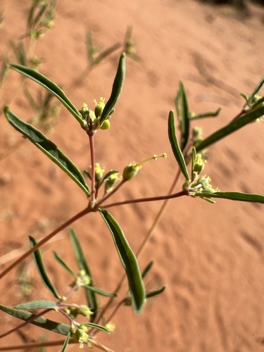 Parry's Sandmat (Euphorbia parryi)