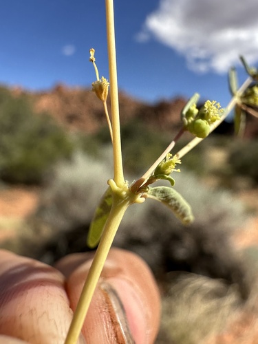 Image of Euphorbia parryi by (c) Matt Berger, some rights reserved (CC BY)