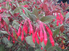 Fuchsia triphylla