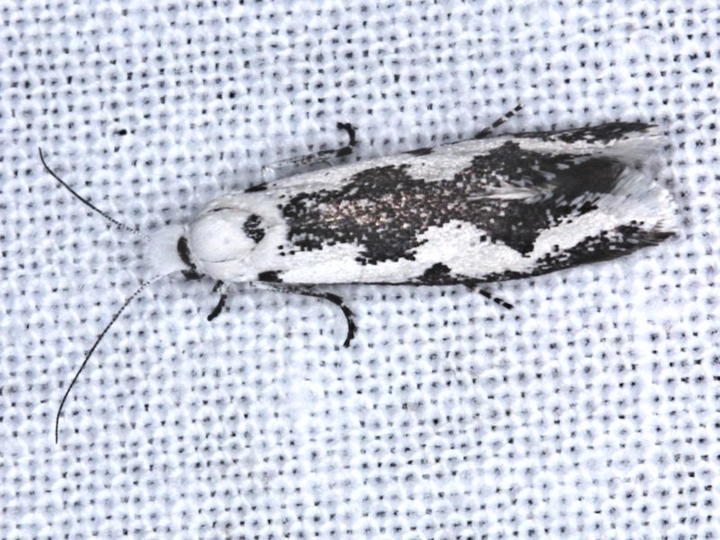 Metapherna castella
