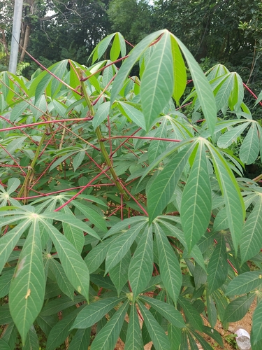cassava (Manihot esculenta)