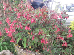 Fuchsia triphylla
