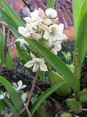 Prosthechea radiata