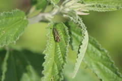 Agrilus aureus