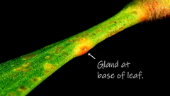 Acacia longifolia longifolia