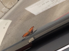 Polygonia interrogationis