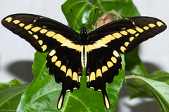 Heraclides thoas brasiliensis