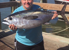 Thunnus atlanticus