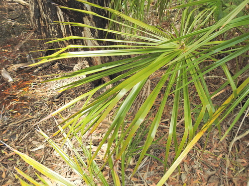 Image of Ribbon Fan Palm by (c) Scott W. Gavins, some rights reserved (CC BY)