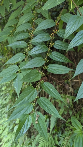 Trema cannabina, photograph 4
